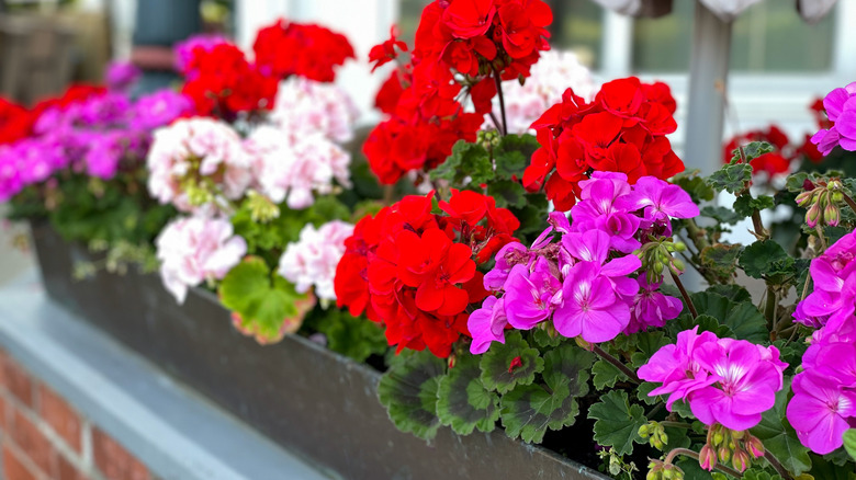 colorful geraniums in window box