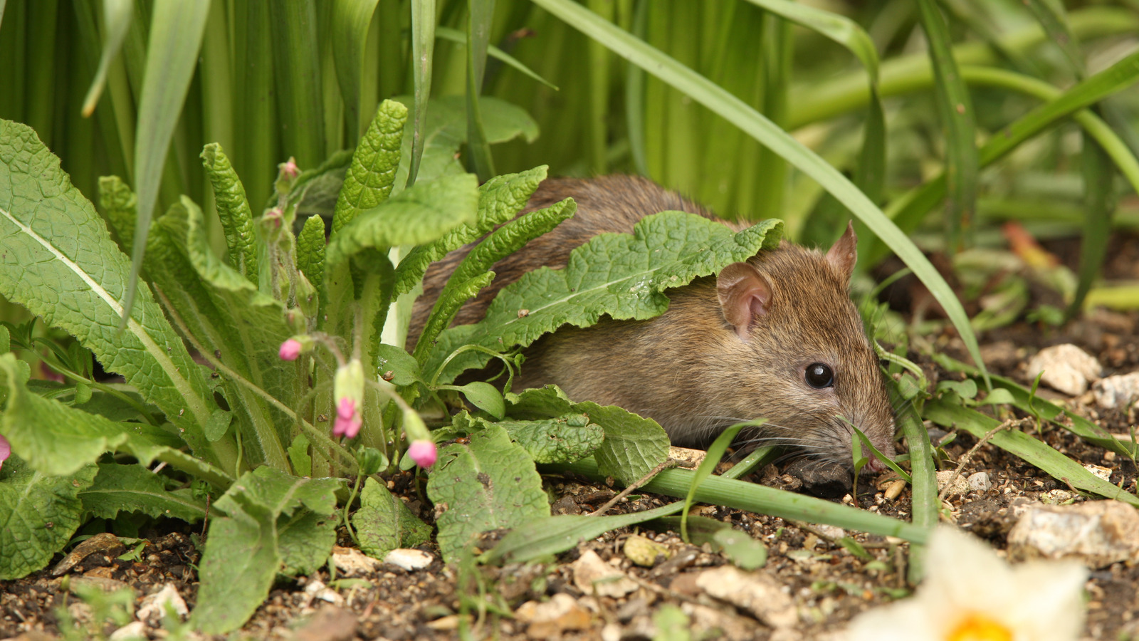 13-beautiful-plants-that-keep-rats-out-of-the-garden