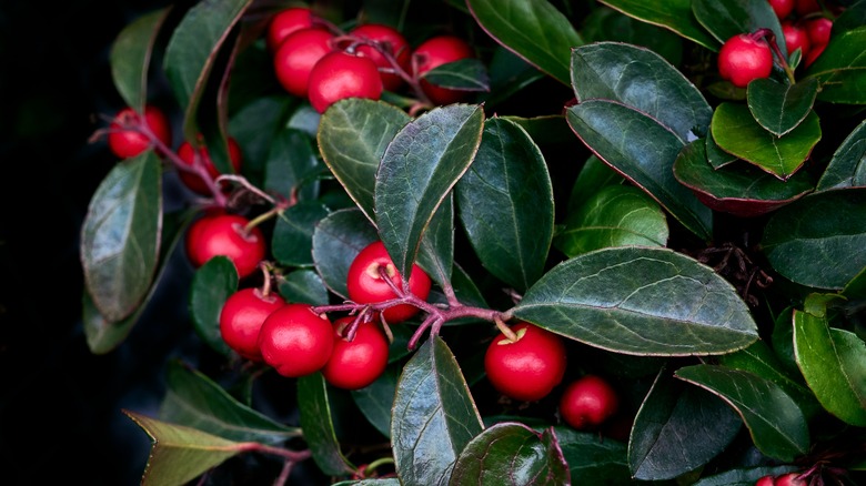 wintergreen plant with berries