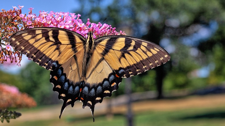tiger swallowtail butterfly resting on flower