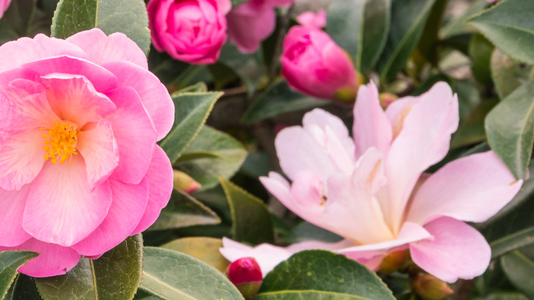 camellia flowers in pink bloom with yellow centers