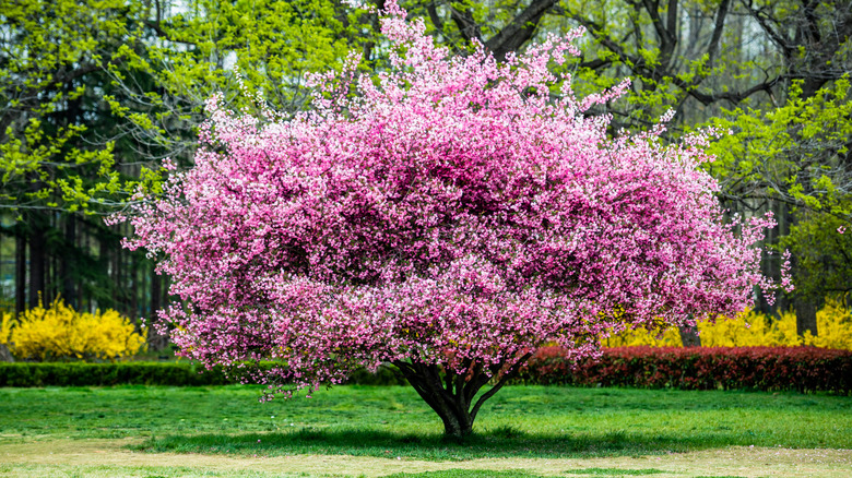 crab apple tree with pink blossoms