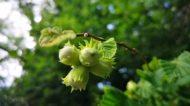 hazelnut tree producing nuts on stem