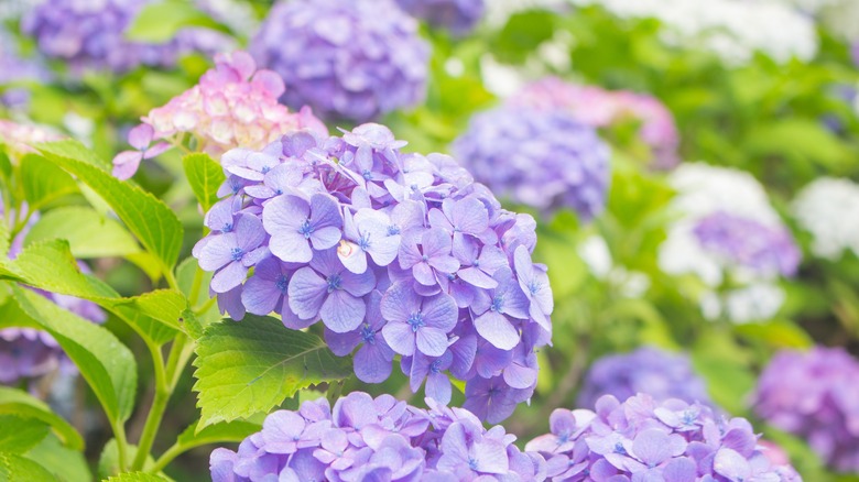 hydrangea bush with delicate purple flower clusters