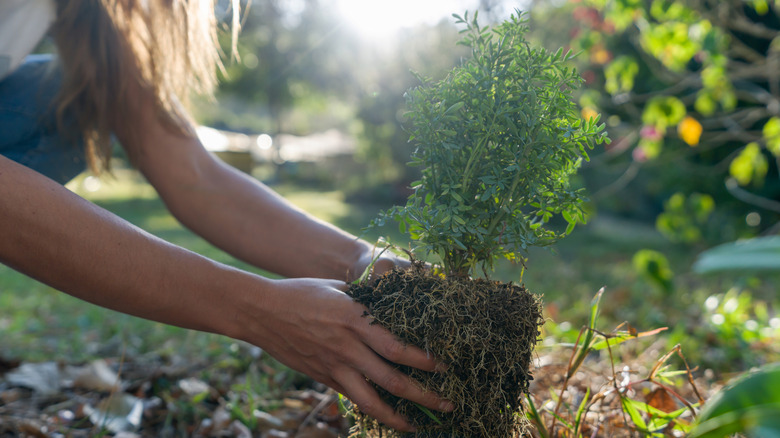 Woman planting a shrub sapling