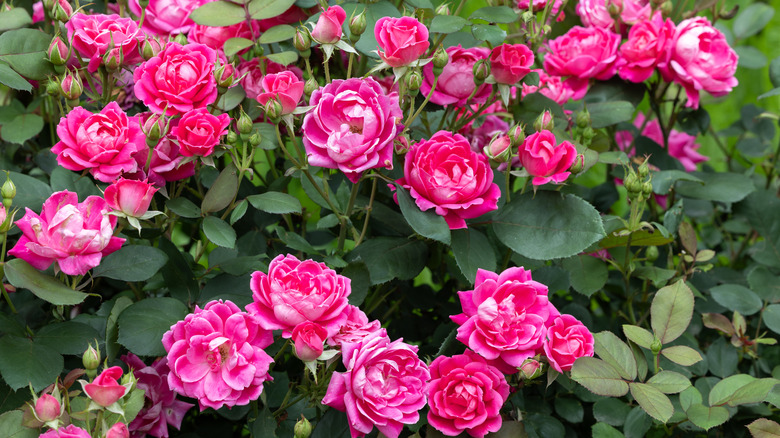 pink knockout roses in bloom