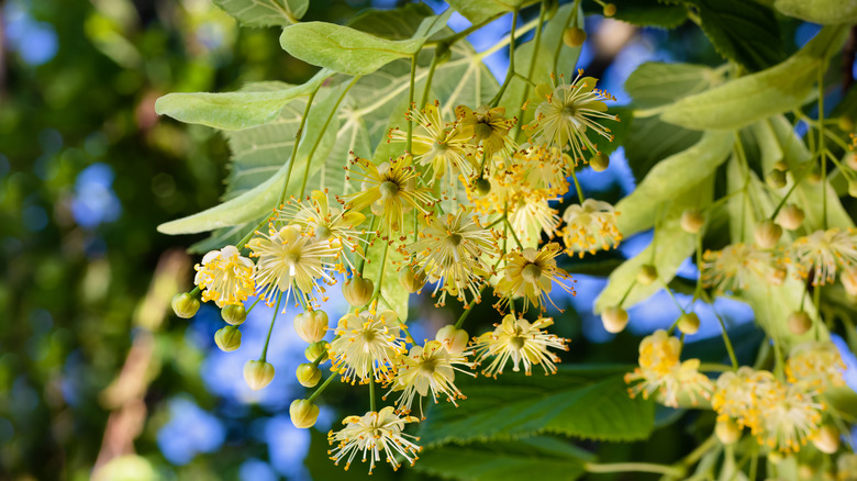 A linden tree's drooping and frilly yellow blooms