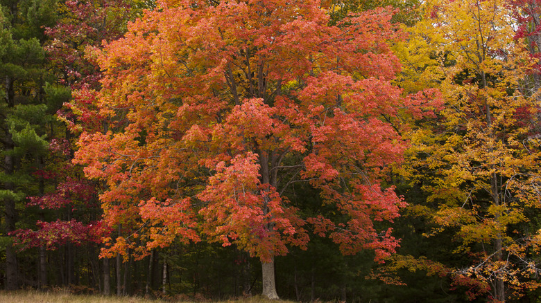 red and orange maple tree iin fall