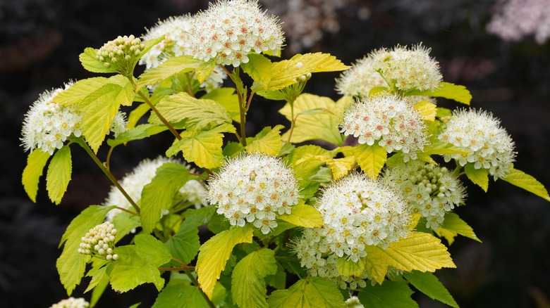 ninebark shrub with lime green leaves and tiny white flowers