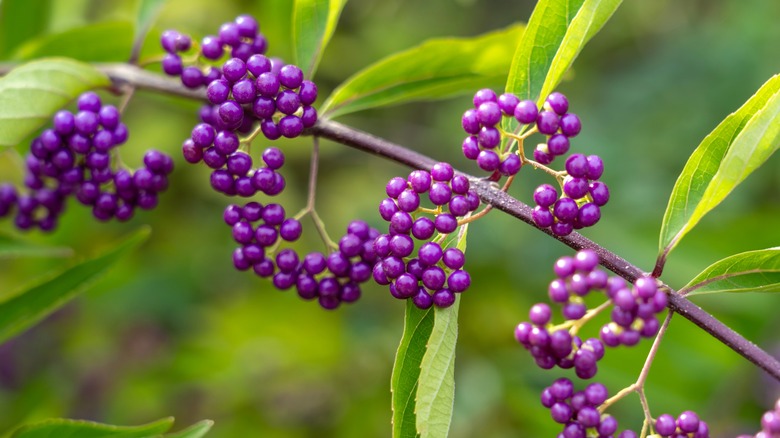 Beautyberry bush with round purple berries on its stem