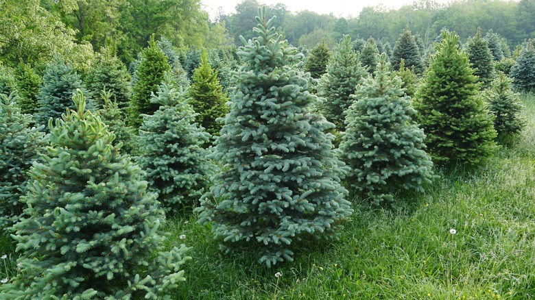 spruce trees lined up in rows with needle-like leaves