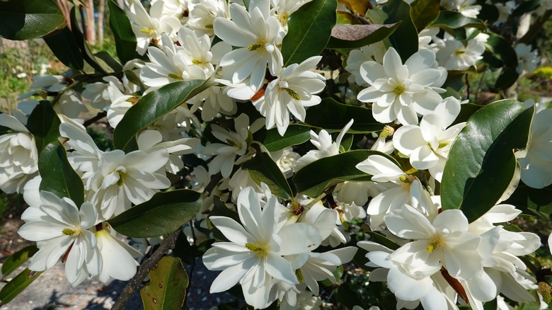 sweetbay magnolia with dark green leathery leaves and white blossoms