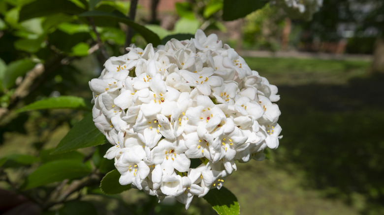 A cluster of thick-petaled viburnum flowers in white