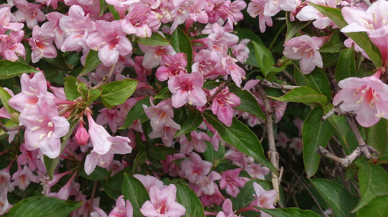 Pink weigela flowers blooming among green leaves