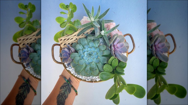 succulents in copper colander