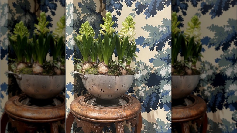 hyacinth bulbs in colander planter