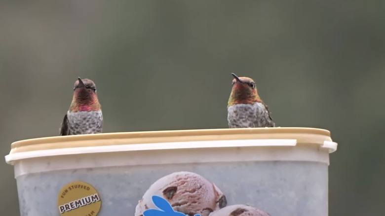 Hummingbirds on ice cream carton