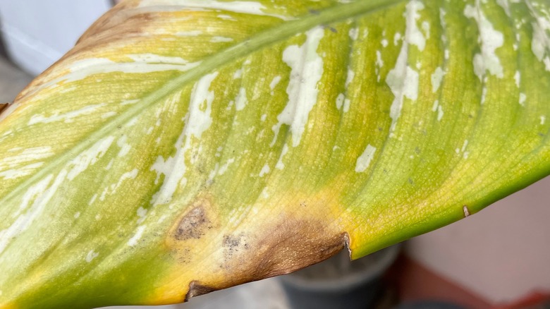 Nematode necrosis on plant leaf