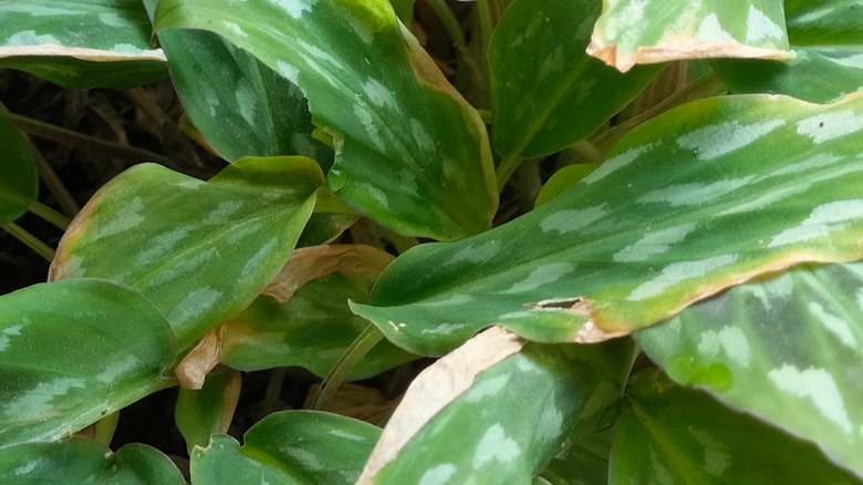 Anthracnose damage on hosta leaves