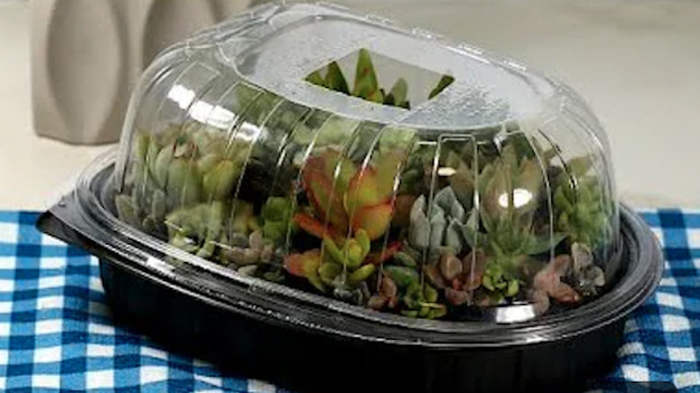 plastic container terrarium with succulents