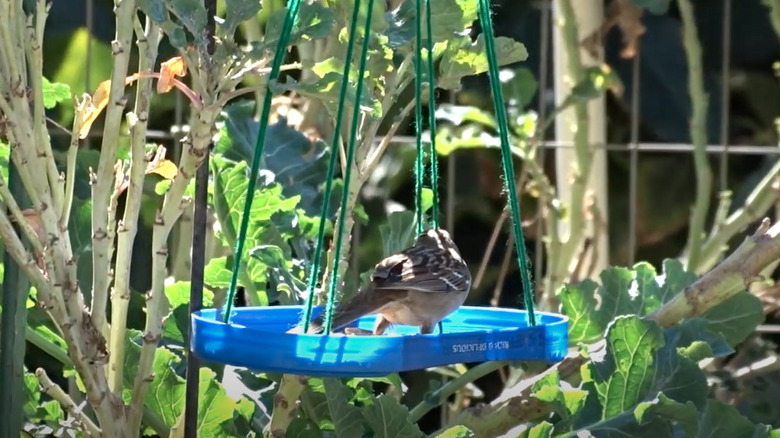 sparrow on hanging bird feeder