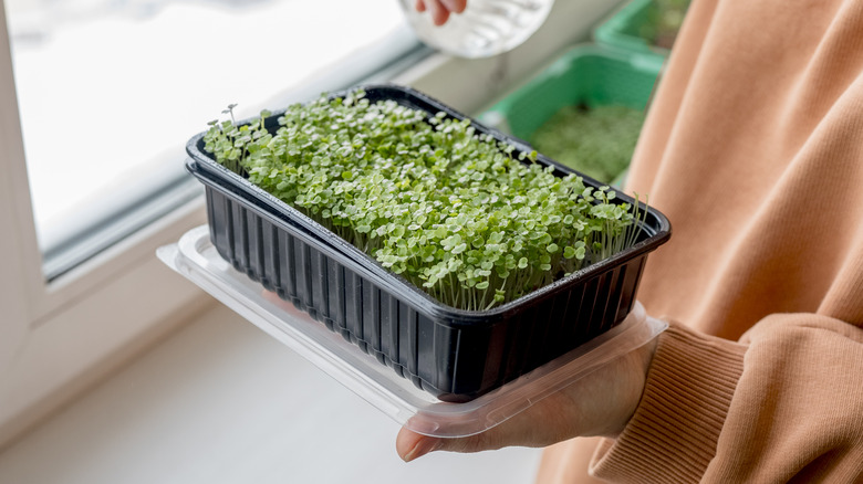 woman watering microgreens in container