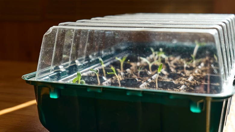 rotisserie chicken container mini greenhouse