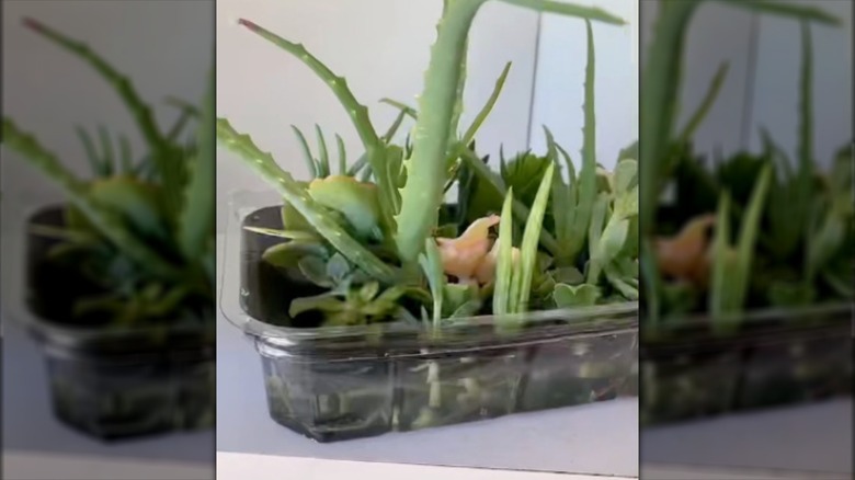 propagating succulents in plastic container