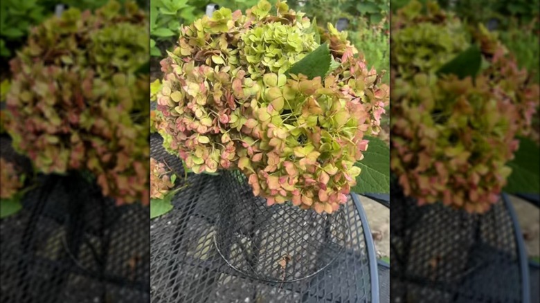 Many pastel-colored flowers and their leaves dry while standing in baskets.