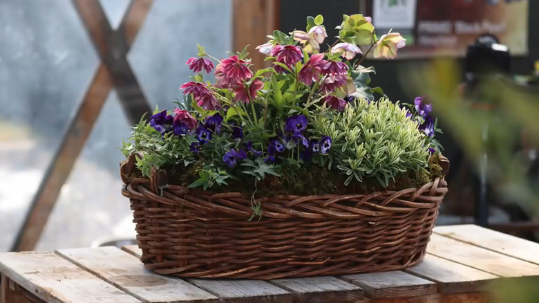 A large basket with no handles serves as a planter for beautiful flowers.