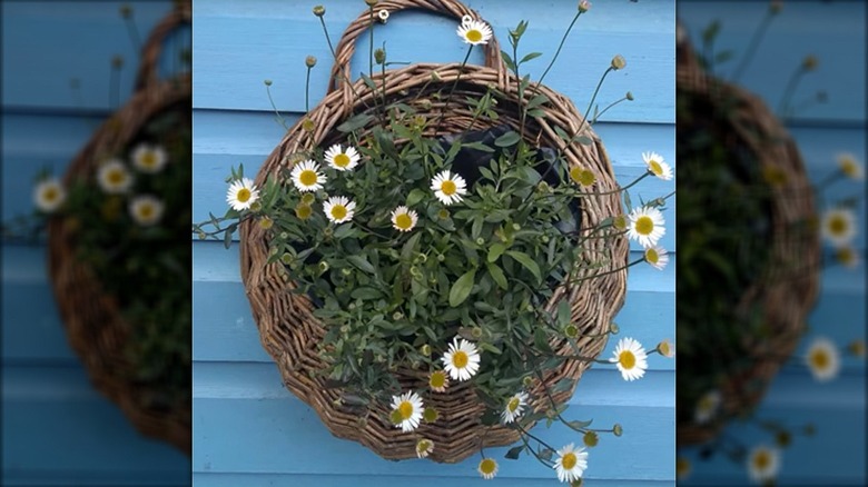 Small aster-type flowers hang from a wall in a rustic basket.