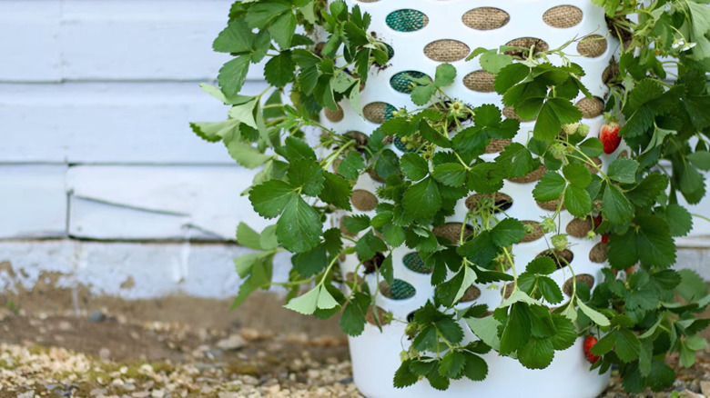 Healthy strawberry plants grow through the holes in a laundry basket.