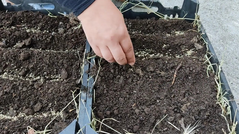 A Causasian person's hand scatters seeds over soil in a plastic basket.