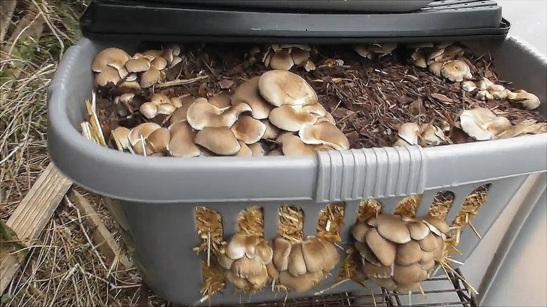 Oyster mushrooms grow well in a plastic laundry basket lined with straw.