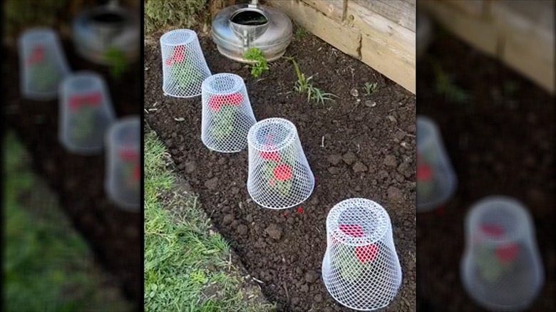 A row of red flowers in a garden bed are protected by white wire baskets.