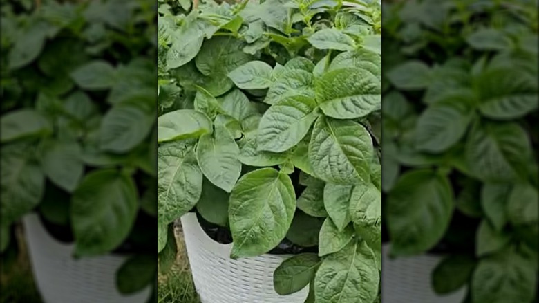 A leafy potato plant grows beautifully in a laundry basket