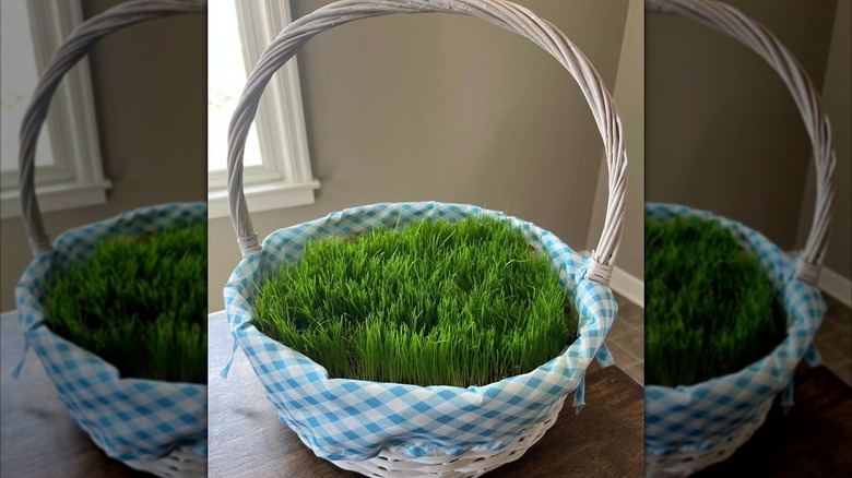 A blue and white gingham lined basket has grass growing in it.