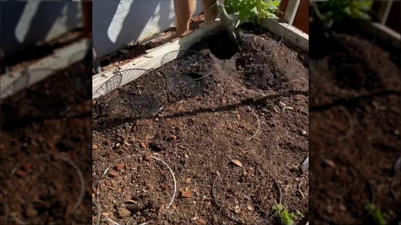 A woman buries a wire basket in the soil before planting so that animals won't eat the roots.