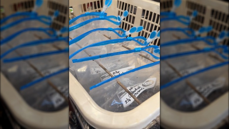 Rows of ziplock bags hanging in a laundry basket contain winter sown seeds.