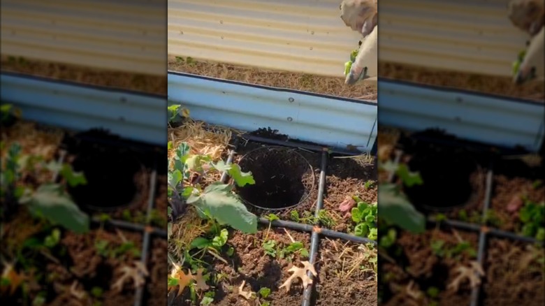 A gloved hand fills a buried basket with food and garden waste.