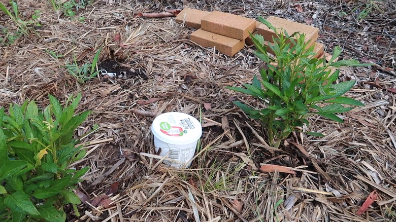 yogurt container compost in garden bed 