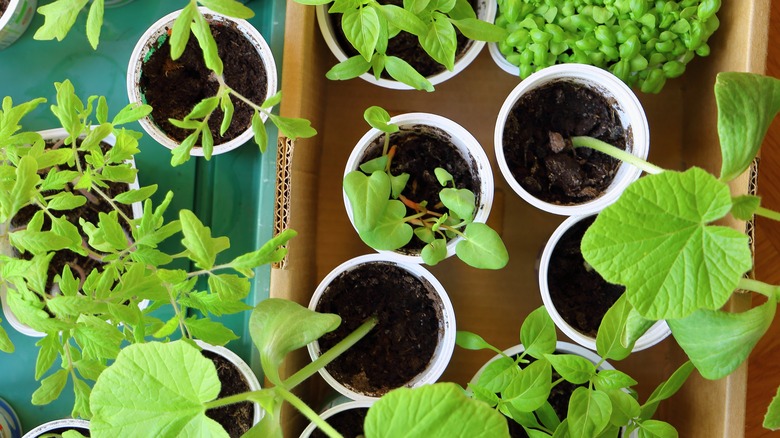 yogurt container seedling planters