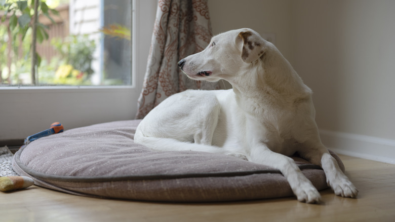 White dog on pet bed