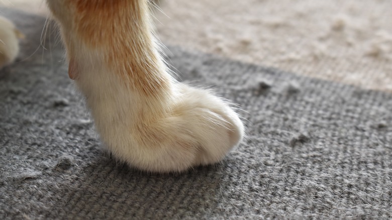 Can paw on rug