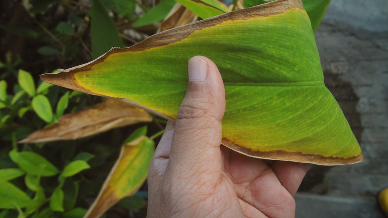 Leaves with dry, brittle edges