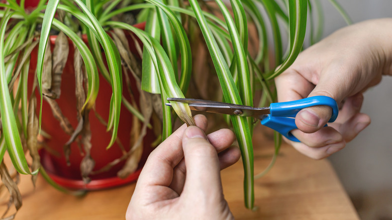 Brown spider plant foliage