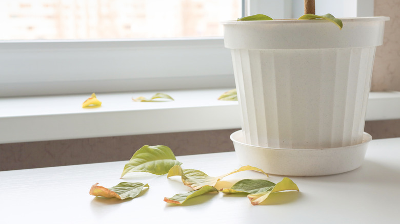 Houseplant dropping leaves