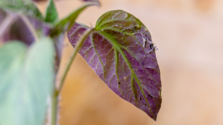 Purple-tinged plant leaves