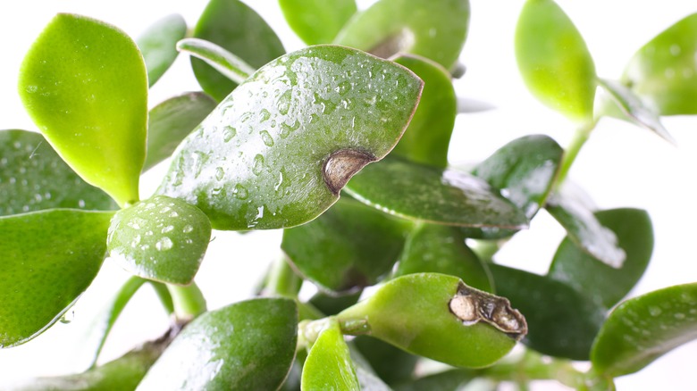 Houseplants with fungal spots