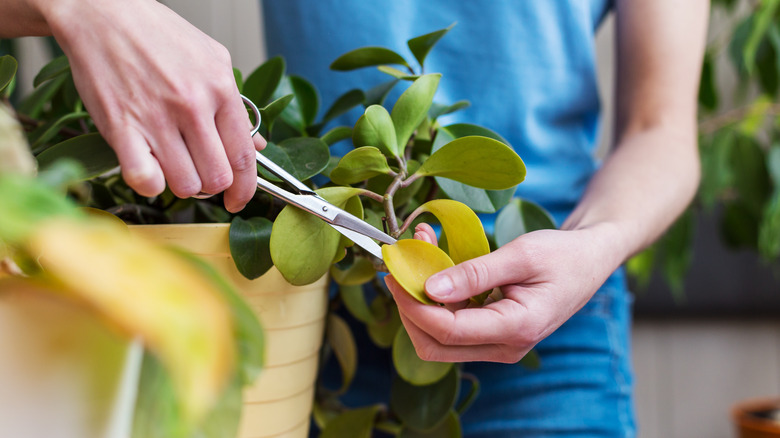 Snipping yellow leaves